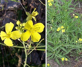 Diplotaxis tenuifolia