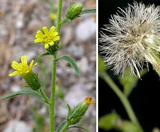 Dittrichia graveolens