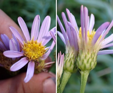 Doellingeria glaucescens