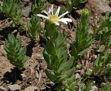 Doellingeria gormanii