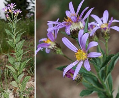 Doellingeria ledophylla