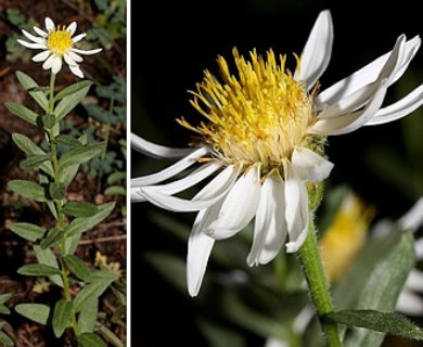 Doellingeria paucicapitata