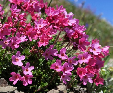 Douglasia laevigata