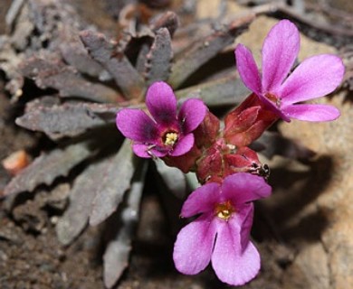 Douglasia nivalis