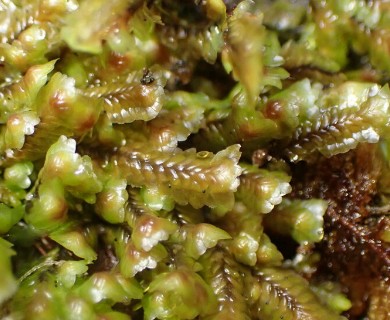 Douinia plicata
