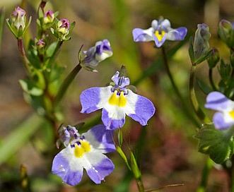 Downingia ornatissima