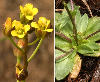 Draba albertina