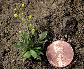 Draba alpina