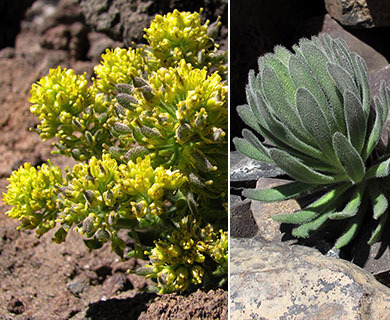 Draba aureola