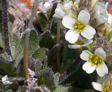 Draba cinerea