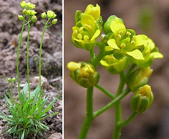 Draba crassifolia