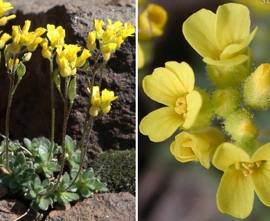 Draba cusickii