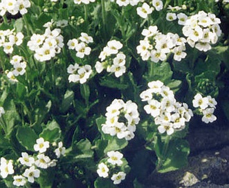 Draba fladnizensis