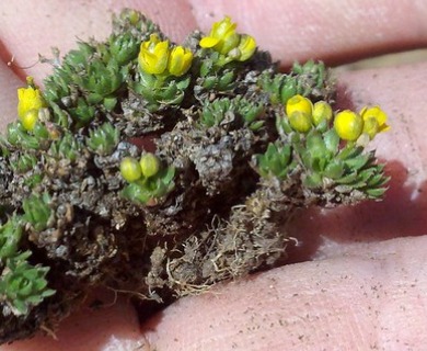 Draba globosa