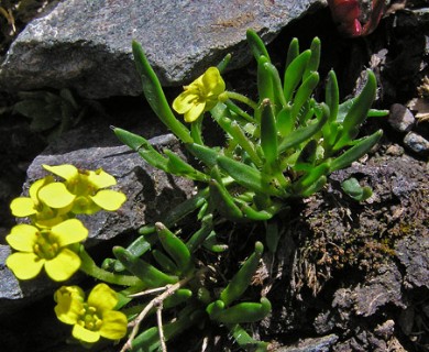 Draba graminea