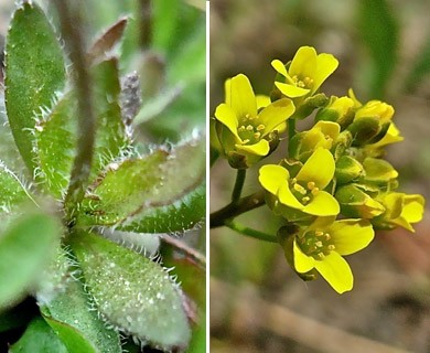 Draba incerta