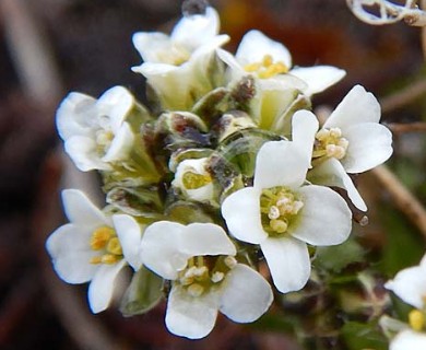 Draba lactea