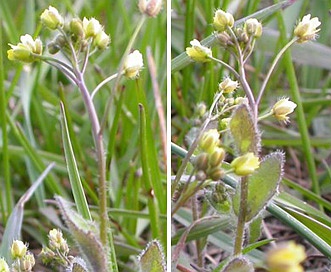 Draba nemorosa