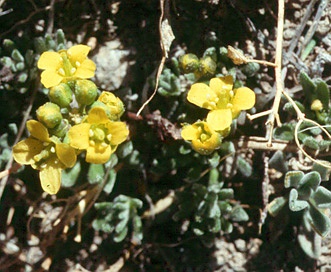 Draba novolympica