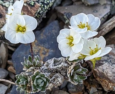 Draba palanderiana