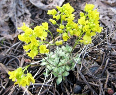 Draba pedicellata