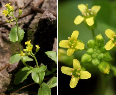 Draba petrophila