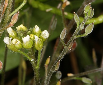 Draba praealta