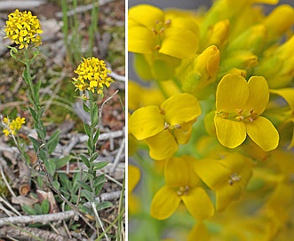 Draba spectabilis