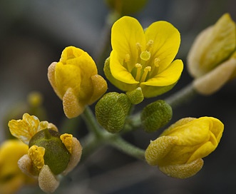 Draba stenoloba