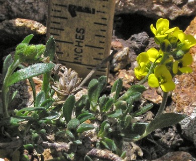 Draba streptobrachia