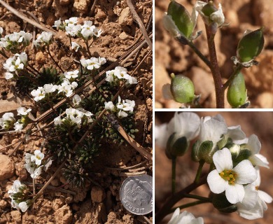 Draba subalpina