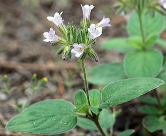 Draperia systyla