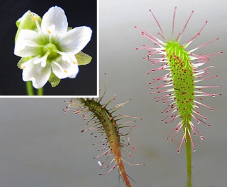 Drosera anglica