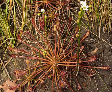 Drosera intermedia