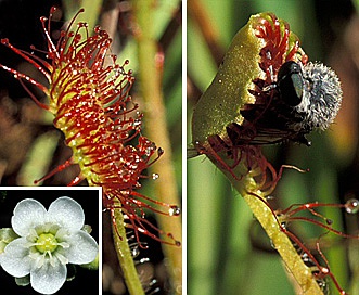 Drosera rotundifolia