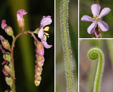 Drosera tracyi