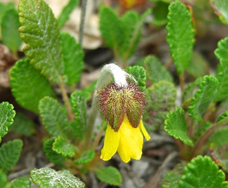 Dryas drummondii