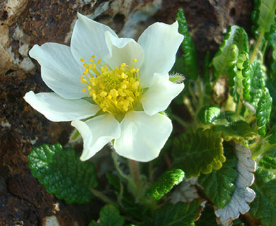 Dryas hookeriana