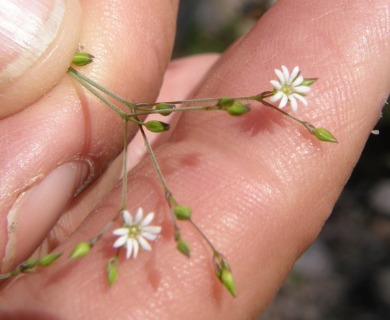 Drymaria effusa