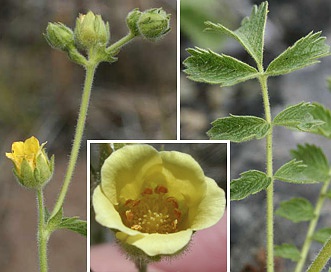 Drymocallis campanulata