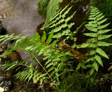 Dryopteris X boottii