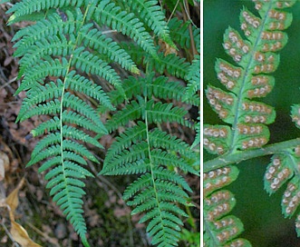 Dryopteris arguta