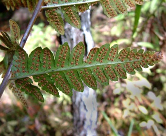 Dryopteris clintoniana