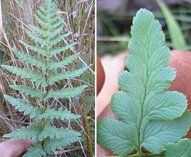 Dryopteris cristata