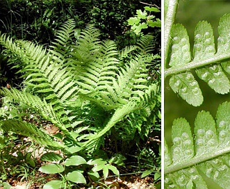 Dryopteris filix-mas