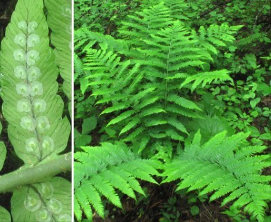 Dryopteris goldieana