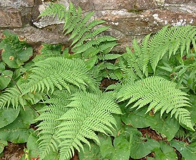 Dryopteris marginalis