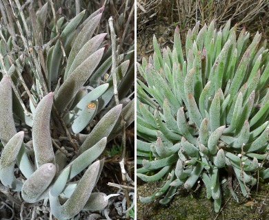 Dudleya attenuata