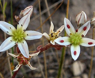 Dudleya blochmaniae