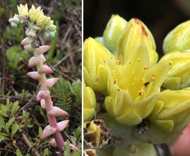 Dudleya greenei